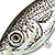 Воблер Cotton Cordell Jointed Grappler Shad 416