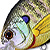 Воблер LiveTarget Sunfish Flat Side Squarebill BG 100 Natural/Matte