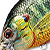 Воблер LiveTarget Sunfish Flat Side Squarebill PS 102 Metallic/Gloss