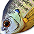 Воблер LiveTarget Sunfish Wakebait BG 100 Natural/Matte