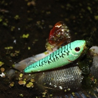 Обзор Kosadaka Bonga W77. Глайд за глайдом.