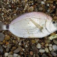 Блесна Kosadaka Micron – убийца «карасей»