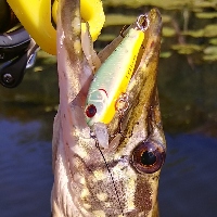 Kosadaka Ion XS 32F – проводник в УЛ-твичинг