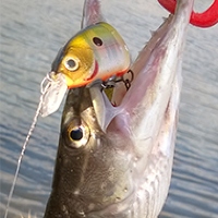 На смену легенде. Обзор Kosadaka Convoy XS 90F