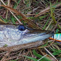 Немного о воблере Inborn XS 60F