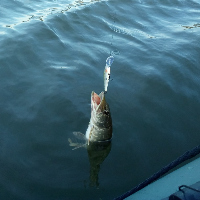 Глубоководный разбойник Zipbaits Khamsin 70DR. Обзор