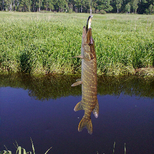 Небольшая миношка, воблер Kosadaka Ion XS 55S