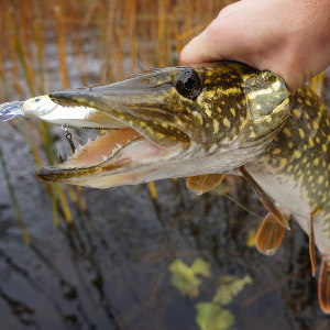 Обзор воблера Kosadaka Inborn XS 75F