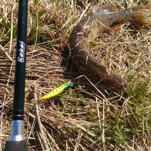 Обзор Norstream Rebel 732 MMH: отличный инструмент для твичинга.