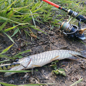 Впечатления от тревел спиннинга Kosadaka Expedition после Kosadaka Brave