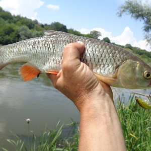 Фавориты. Больше чем плюс. Обзор Jackall Timon Panicra DR.