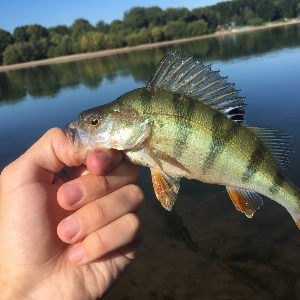 Mepps Aglia Mouche - ультралайтовая классика