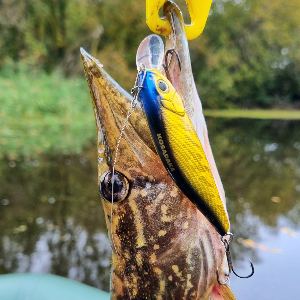 Kosadaka Mirage XS 85F - золотой слиток! Обзор