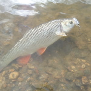 Фавориты. Год спустя. Обзор Jackall Timon Panicra МR.