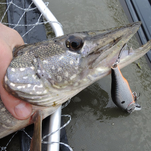 Обзор воблера Kosadaka Mirage XS 85F. Старший представитель уловистой серии.