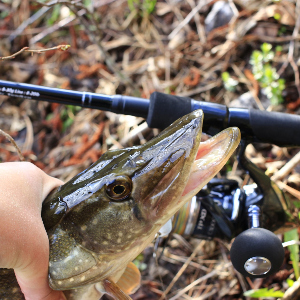 DAM Effzet Twin. Двойная добыча.