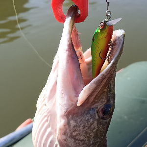 Мираж - он и есть мираж! Обзор воблера Kosadaka Mirage XS 70F.