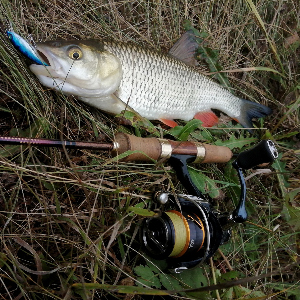 Обзор спиннинга Kosadaka Mustang Light Special 1,68м (2-7г). Бюджетный коротыш.