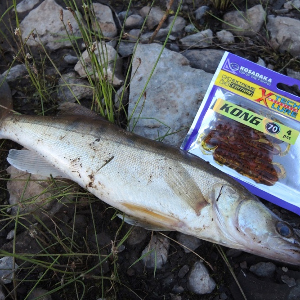 Обзор Kosadaka Kong. Креативная креатура.