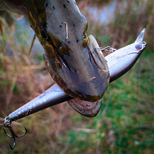 TsuYoki Magnat 115SP. Так Магнат или Магнит? Обзор воблера.