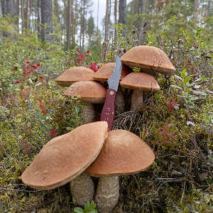 Складной нож для сбора грибов KOSADAKA N-M55. Обзор