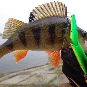 Фавориты. Над травой. Обзор Smith TS Joint Minnow 110 F.