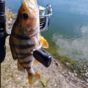 Миниатюрный малыш Kosadaka Buggy 55. Обзор