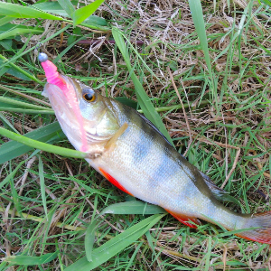 Обзор Kosadaka Аrray.