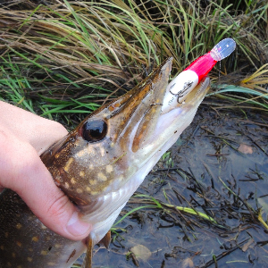 Обзор воблера TsuYoki Volon 100SP.