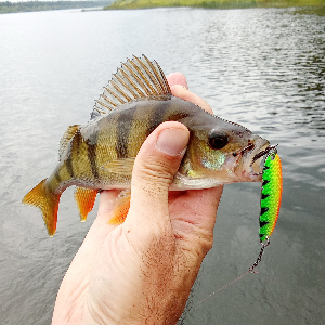 Обзор блесны Kosadaka Wabbler