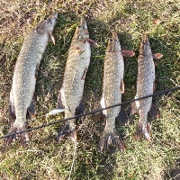 про знакомство с косадакой