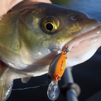 Ныряльщик за голавлями