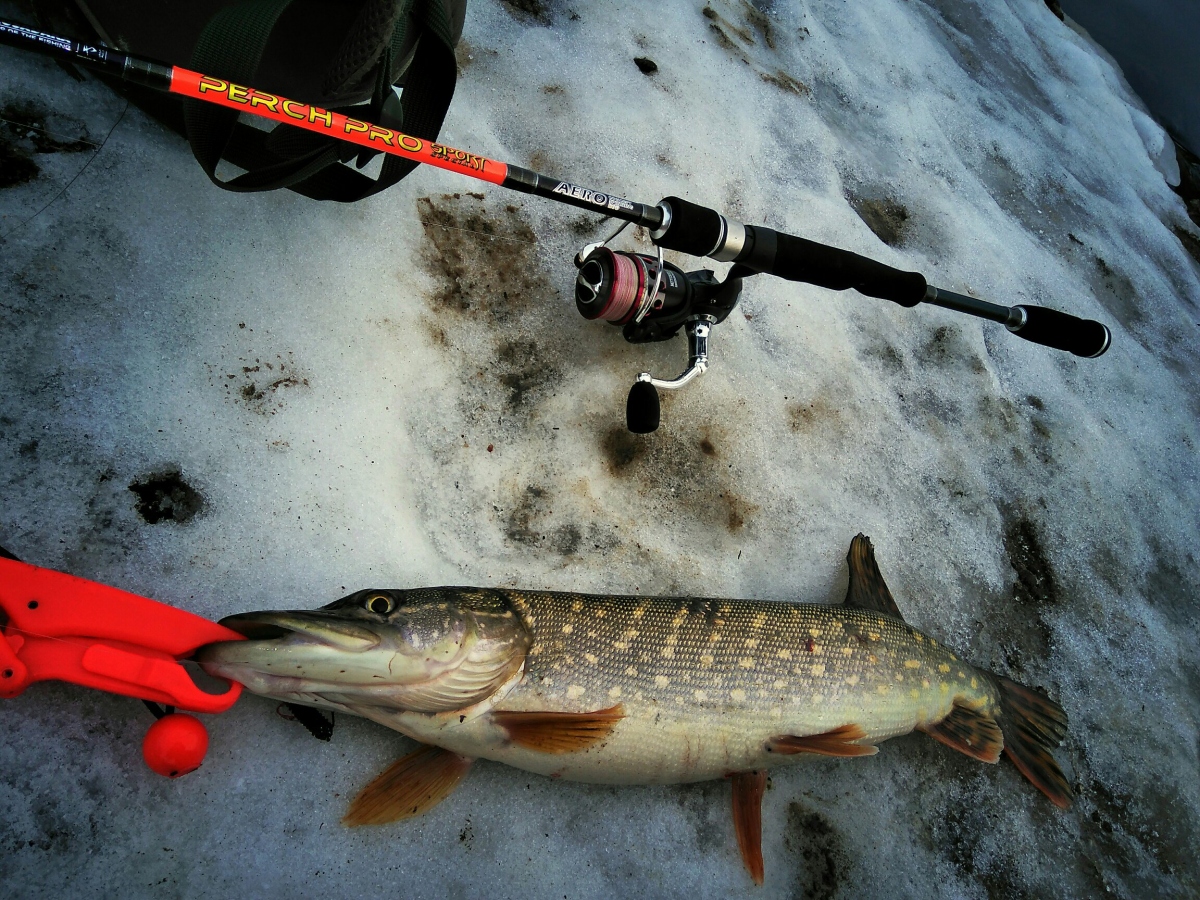 kosadaka perch pro sport special купить kosadaka perch pro sport special купить