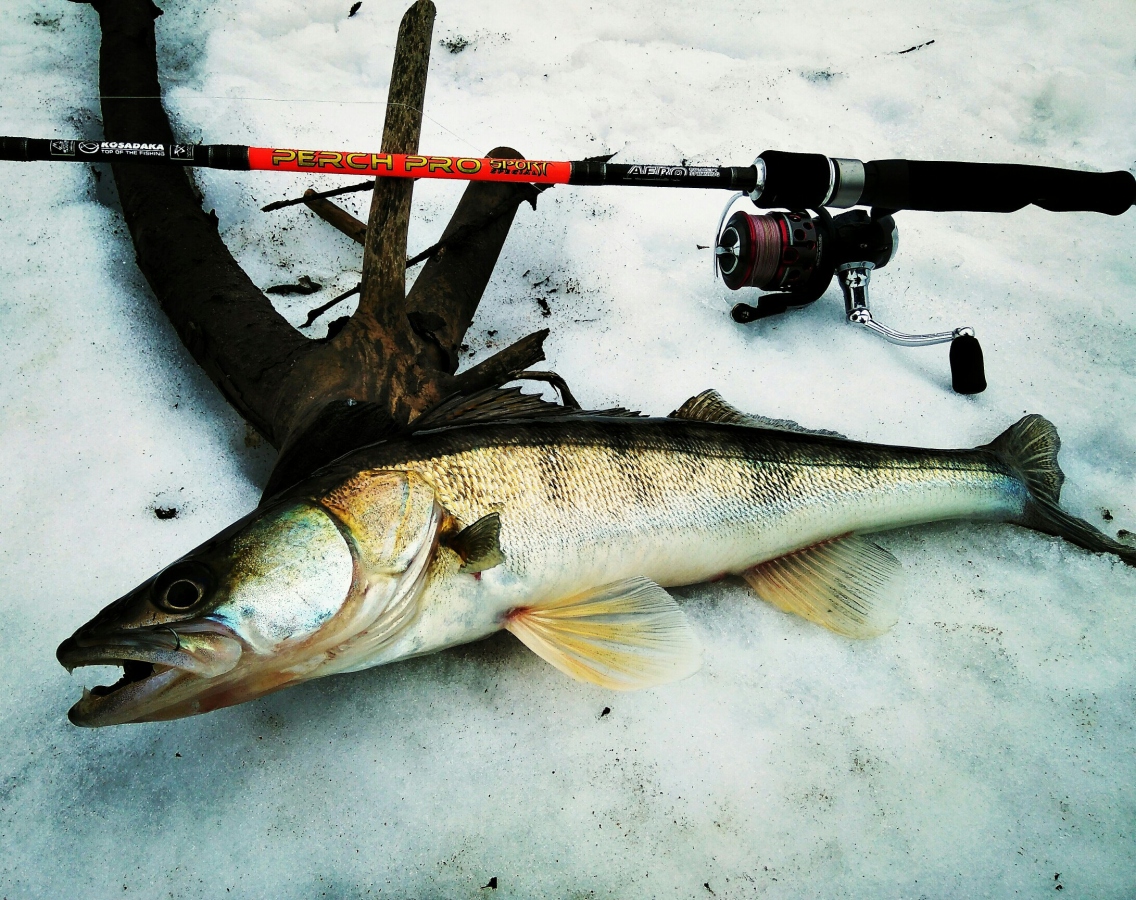 kosadaka perch sport special kosadaka perch sport special