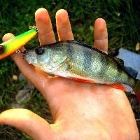 Обзор поппера Kosadaka SKS Popper 50