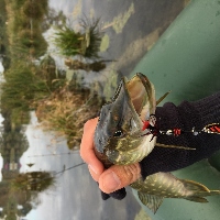 Обзор приманки Indi Rah от Pontoon 21