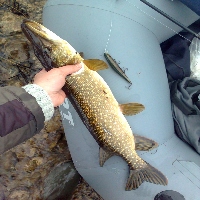 Обзор воблера Zipbaits Orbit 110 SP-SR — гениальный и простой