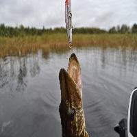 Yo-Zuri L-Minnow 66 – скромный труженик и щучий киллер.