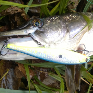 Распаковка с голавлиными воблерами и застежками. Специально для Fmagazin.